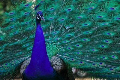 Dono de uma plumagem exuberante e de cores intensas, o Pavão é um dos animais mais bonitos do mundo, visto que traz penas multicoloridas e em tons de branco, azul, verde, dourado ou negro. O Flipar, então, traz as características desta ave, que chama a atenção, inclusive, de obras artísticas. -  (crédito: Quadell wikimedia commons)