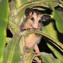 Saruê surpreende como aliado do ecossistema urbano brasileiro -  - DomÃ­nio PÃºblico/WikimÃ©dia Commons