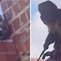 Macaco-prego rouba cafeteira, aparece 'armado' e acaba capturado - Reprodução