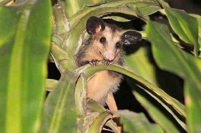 Apesar da aparÃªncia incomum e da fama equivocada de animal agressivo ou perigoso, o saruÃª cumpre um papel ecolÃ³gico importante, especialmente nas cidades, onde atua como aliado no equilÃ­brio ambiental. 
 -  (crédito:  - DomÃ­nio PÃºblico/WikimÃ©dia Commons)