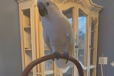 Na Califórnia, uma cacatua cega de 50 anos chamada Dino teve a vida transformada após ser acolhida por uma voluntária e conhecer Magnolia, outra cacatua que virou sua fiel companheira. -  (crédito: Reprodução / Instagram geobeatsanimals)