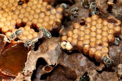 Pesquisadores da Unicamp desenvolveram um mel com sabor de chocolate utilizando partes descartáveis do cacau. O produto é resultado de um processo que utiliza mel de abelhas sem ferrão como solvente. Esse método permite extrair compostos bioativos das cascas de amêndoas de cacau. Assim, o subproduto normalmente descartado na fabricação de chocolate ganha nova utilidade. 
 -  (crédito: Reprodução)