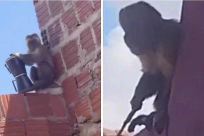Macaco-prego causou confusão em município do Rio Grande do Norte, roubando cafeteira e carregando uma faca -  (crédito: Reprodução)
