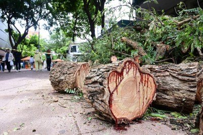 Quarteirão da Savassi, em BH, ficou fechado após queda de árvore -  (crédito: Leandro Couri/EM/D.A Press)