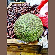 Semente boa: Dicas para aproveitar o pinhão -  Marcelo Träsel/Wikimédia Commons