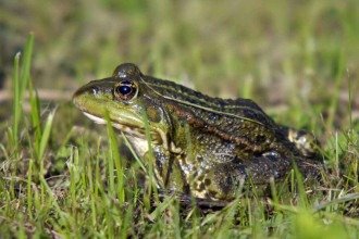 Por que alguns sapos "gritam" mais forte antes da chuva