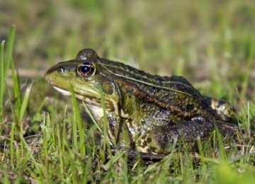 Por que alguns sapos 'gritam' mais forte antes da chuva -  (crédito: Tupi)