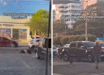 Idoso passeia com porco pelas ruas de Teresina, no Piauí -  (crédito: Reprodução / TikTok)