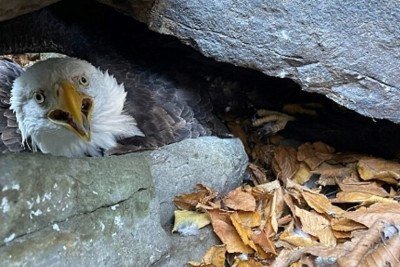 Um alpinista americano chamado Kelston salvou um casal de águias  no Parque Estadual Susquehanna Riverlands, no estado da Pensilvânia. Ele fazia uma expedição quando percebeu o problema.
 -  (crédito: Divulgação/Ravendidge)