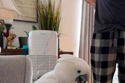 Sophie, uma cacatua brincalhona e ciumenta, sempre foi a “rainha da casa” para o músico americano Tyler Rayn. Por isso, ao adotar Nora, uma filhote de labradoodle, ele temeu que a ave não aceitasse dividir espaço e atenção. -  (crédito: Instagram/@iamtylerrayn)