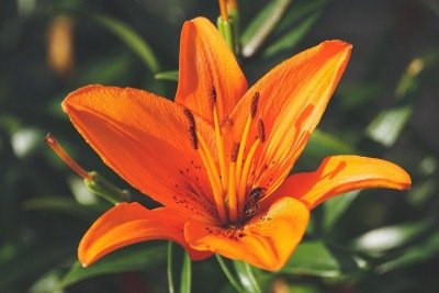 Com sua beleza e fragrância, o lírio vai muito além da decoração e do paisagismo em si. Afinal, esta flor carrega consigo uma rica simbologia e história, ligada diretamente à pureza, inocência e renovação. Além de ser, de forma frequente, utilizada em casamentos e cerimônias religiosas. -  (crédito: Pixabay)
