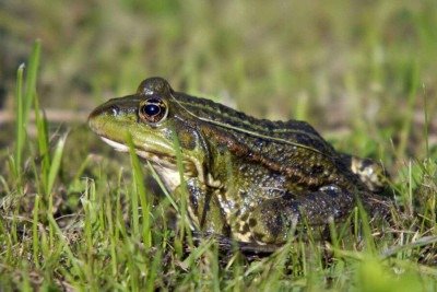 Por que alguns sapos 'gritam' mais forte antes da chuva -  (crédito: Tupi)