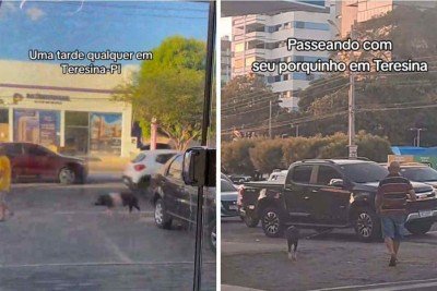 Idoso passeia com porco pelas ruas de Teresina, no Piauí -  (crédito: Reprodução / TikTok)