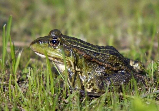 Por que alguns sapos "gritam" mais forte antes da chuva