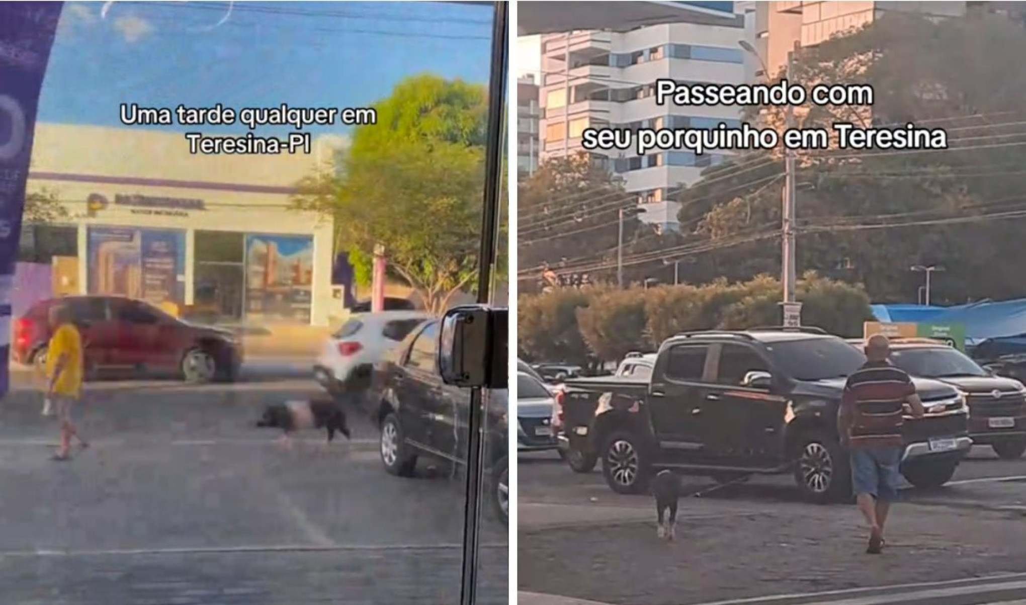 Dia a dia do porco Totó agita as ruas de Teresina