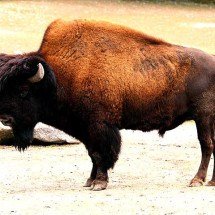 “Derreteu” no lago fervente: morte de bisão assusta turistas - -Rufus46/Wikimédia Commons