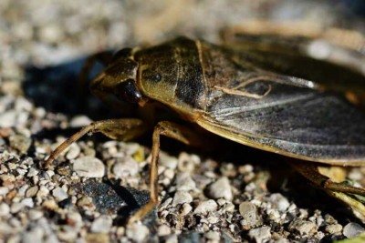 Pesquisadores do Japão descobriram informações interessantes sobre um inseto temido por muitos: a barata gigante aquática (cientificamente chamada Lethocerus indicus). -  (crédito: - Ryan Hodnett/Wikimedia Commons)