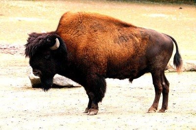 Visitantes do Parque Nacional de Yellowstone, nos Estados Unidos, presenciaram uma cena triste e impactante envolvendo um bisão. -  (crédito: -Rufus46/Wikimédia Commons)