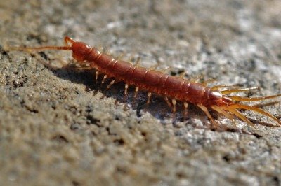 Apesar de confundidos pela aparência alongada, lacraias, minhocas e gongolos são animais muito diferentes entre si. Cada um pertence a um grupo biológico distinto e apresenta características próprias de anatomia, comportamento e papel no ambiente. -  (crédito: Pixabay)