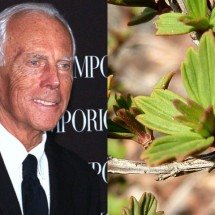 Giorgio Armani incluía a ‘planta da ressurreição’ num dos seus produtos - Montagem/Wikimedia Commons