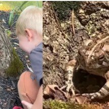 Menino cria amizade inusitada com sapo e mãe faz “casinha” na árvore -  Reprodução de vídeo YouTube 