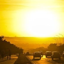 Animais que invadem as casas com mais frequência durante o verão - Marcello Casal Jr/Agencia Brasil