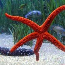 Pesquisadores revelam doença que aniquilou 5 bilhões de estrelas-do-mar - Mondfeuer/Pixabay