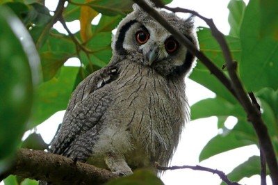 Misteriosas e bastante famosas na cultura popular, as corujas são animais que atraem a curiosidade de muita gente no imaginário popular. Conheça mais sobre esse animal fascinante! -  (crédito: Imagem de Mark Jordahl por Pixabay)