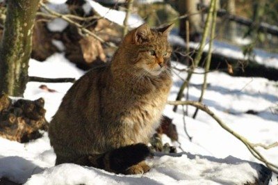 O ministro da Conservação da Nova Zelândia, Tama Potaka, anunciou que o país pretende erradicar a população de gatos selvagens até 2050.  -  (crédito: Wikimedia Commons/Alena Houšková)