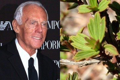 Além de sua carreira na moda, o estilista italiano Giorgio Armani, que morreu no dia 4 de setembro de 2025, se destacava também por sua linha de cosméticos. -  (crédito: Montagem/Wikimedia Commons)