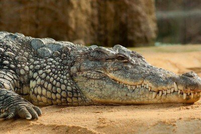 Uma região da Austrália chamada de Território do Norte é conhecida por abrigar cerca de 100 mil crocodilos de água salgada, a maior população mundial desses animais.  -  (crédito: pixabay)