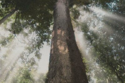 O jequitibá - árvore nativa da Mata Atlântica brasileira - chama atenção pela beleza e pela imponência. E ganhou ainda mais destaque em 2024 devido ao remake da novela 'Renascer', exibida na TV Globo. -  (crédito: Reprodução de cena Novela Renascer)