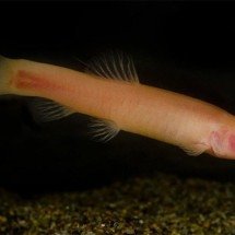 Peixe-vampiro: grutas abrigam espécie que morre se pegar sol - Reprodução JB foto Luca Scapoli