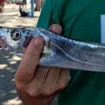 Pra quem não viu: cardume de peixe-espada ataca banhistas - reprodução/tv globo