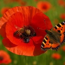 Por trás da beleza: conheça a papoula, planta de cultivo polêmico no Brasil - Pixabay