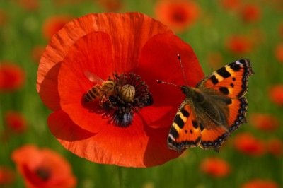 Algumas plantas têm seu cultivo proibido no Brasil. Entre elas, está a papoula, que possui uma aparência delicada, com pétalas macias, sendo a mãe dos opiáceos. No entanto, apesar da fragilidade, elas são precursoras na produção de substâncias narcóticas, como o ópio e a heroína. -  (crédito: Pixabay)