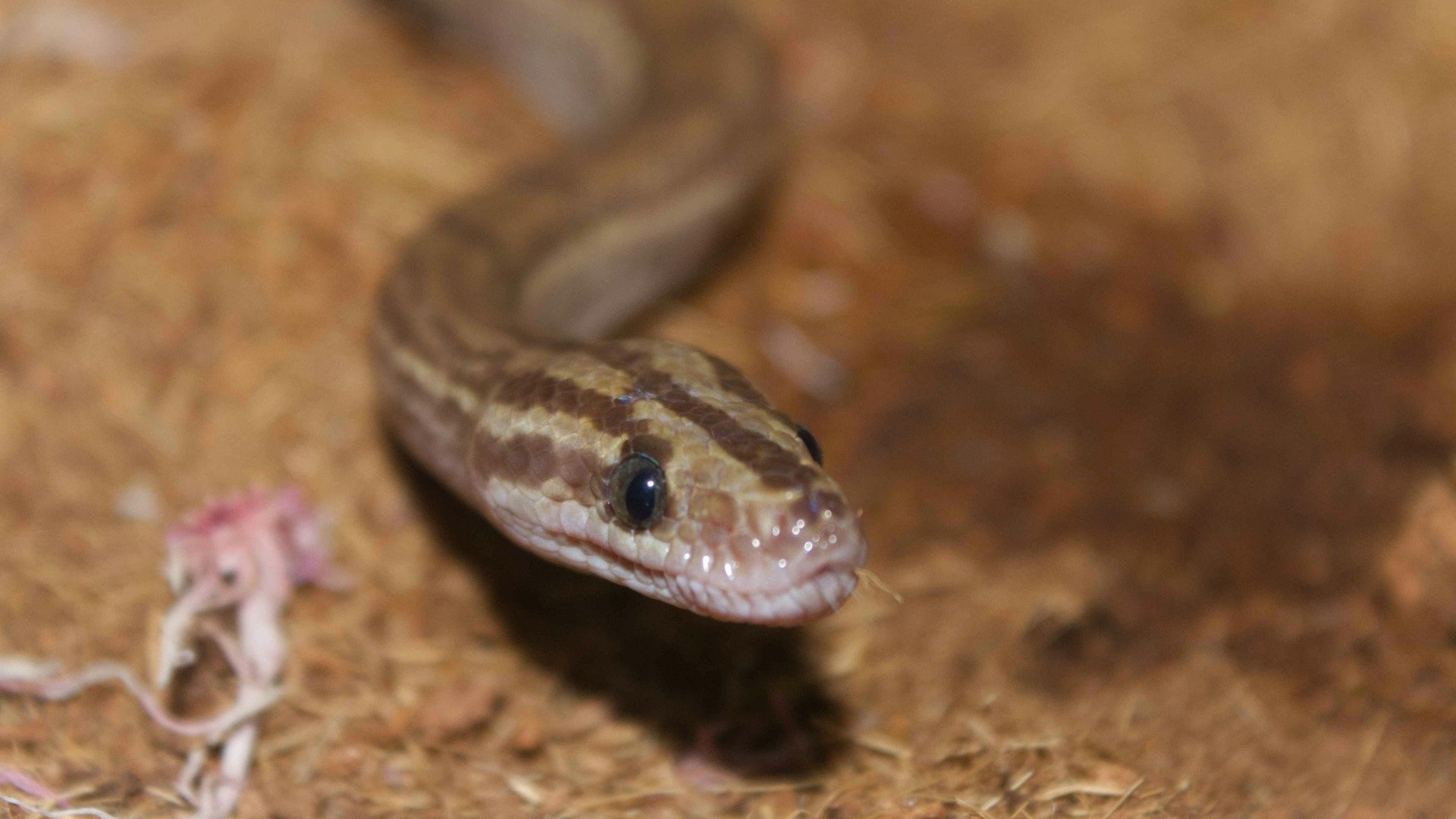 Por que tantos animais silvestres estão aparecendo nas cidades? - Rafael Barbosa/ Unsplash