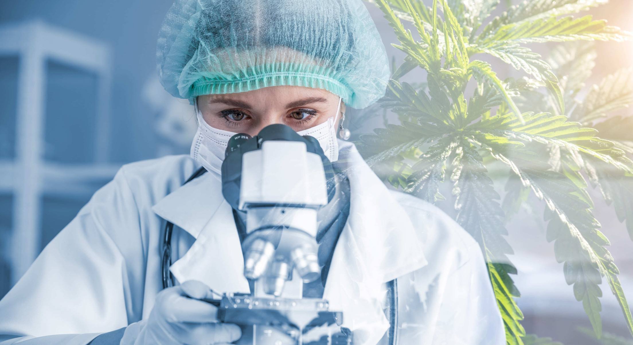 Acesso à Cannabis medicinal cresce e exige segurança - DINO