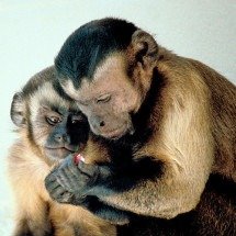 Saiba quais são os maiores primatas do planeta - Frans de Waal - wikimedia commons 