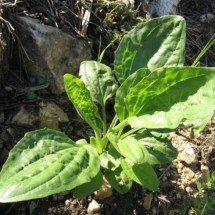 Tanchagem: planta pouco conhecida que faz muito bem à saúde - Iorsh Domínio público 
