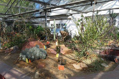 Manter um jardim bonito nem sempre exige mãos experientes ou tempo livre. Escolher plantas que crescem com autonomia, exigindo poucas ou nenhuma intervenção de poda, transforma o cuidado do espaço verde em algo simples e prazeroso.  -  (crédito: WeeJeeVee  wikimedia commons)