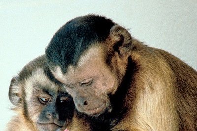 Os primeiros primatas evoluíram há cerca de 25 milhões de anos. Entretanto, nos últimos 10 milhões de anos, muitas espécies acabaram sendo extintas.  -  (crédito: Frans de Waal - wikimedia commons )