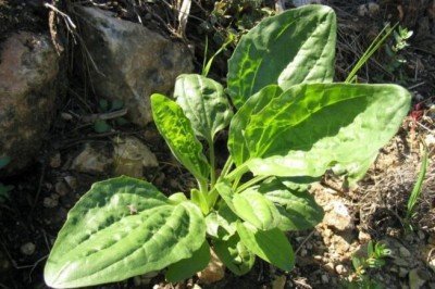 Uma planta pouco conhecida tem propriedades para a saúde que podem surpreender pela variedade de benefícios. Ela se chama tanchagem e usada em chás pode auxiliar com ação anti-inflamatória , cicatrizante, antioxidante, expectorante, antimicrobiana e diurética.  -  (crédito: Iorsh Domínio público )