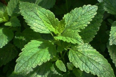 A erva cidreira, conhecida como Melissa ou cientificamente como Melissa officinalis, é uma planta medicinal amplamente reconhecida por sua versatilidade e eficácia em diversos contextos terapêuticos, culinários e cosméticos. Muito popular no Brasil e em outras partes do mundo por suas propriedades calmantes e sabor agradável. -  (crédito: Pixabay )