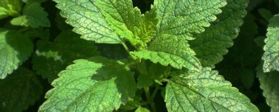 Erva cidreira é fácil de cultivar e ajuda a manter a calma