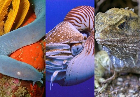 Veja animais que habitam a Terra há milhões de anos!