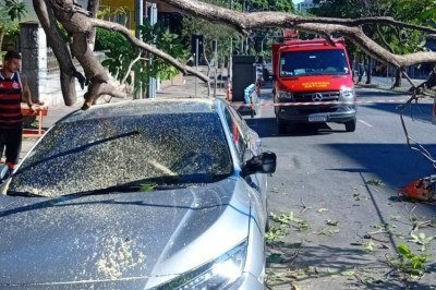 o galho ficou preso sobre o veículo e impediu que o motorista saísse imediatamente do carro. Com a ajuda de pessoas que passavam pela via o homem conseguiu sair. Apesar do susto, ninguém ficou ferido -  (crédito: Corpo de Bombeiros (CBMMG)/ DIvulgação)