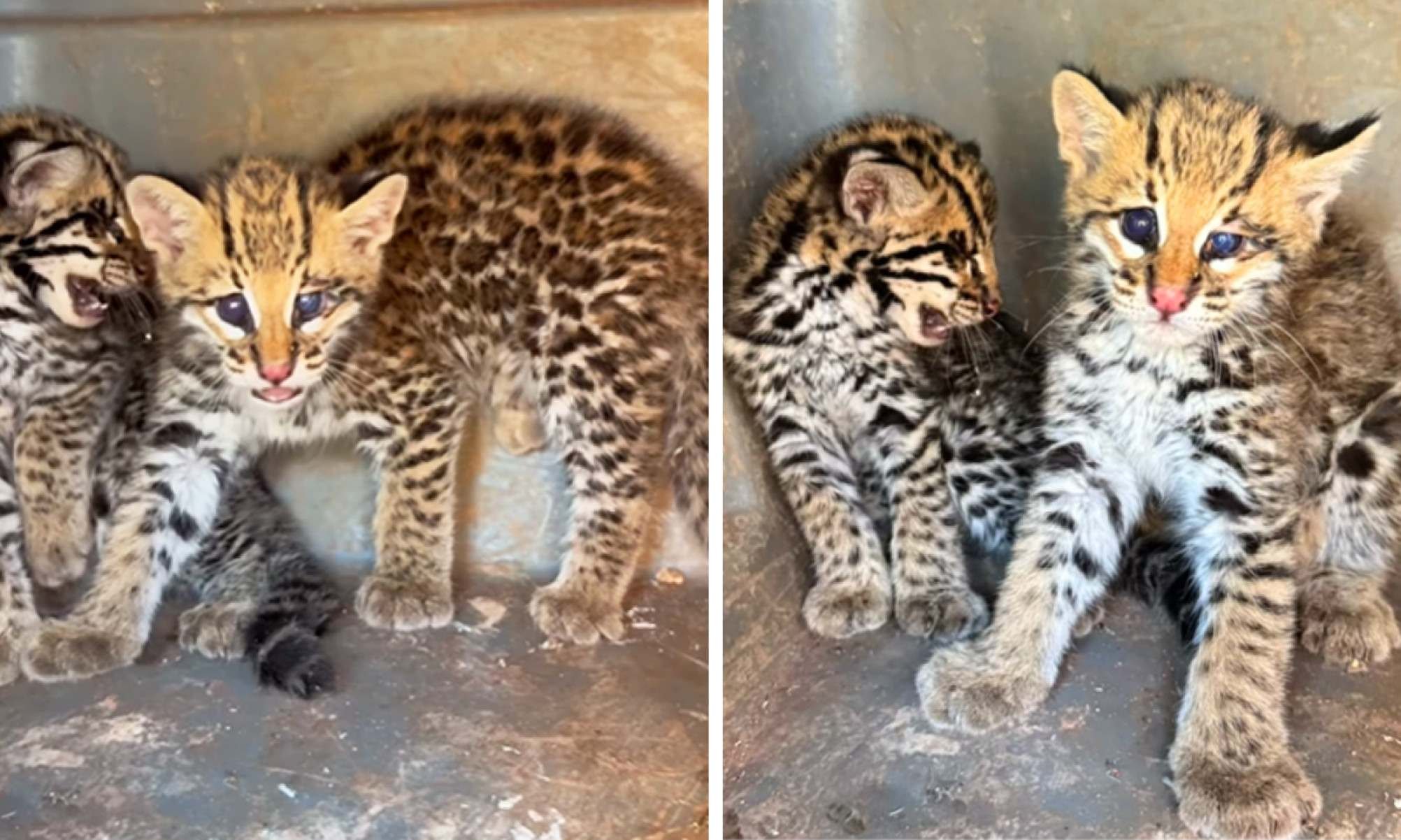 Amea&ccedil;adas de extin&ccedil;&atilde;o, jaguatiricas s&atilde;o resgatadas em fazenda de MG -  (crédito: Redes Sociais/Divulga&ccedil;&atilde;o)