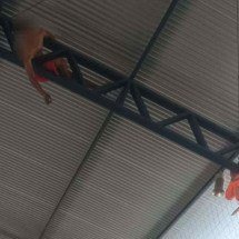 MG: jovem tenta recuperar bola do teto de ginásio e fica preso - Divulgação/Corpo de Bombeiros Militar de Minas Gerais