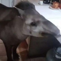 Anta vira mascote de cidade e visita casas para receber comida - Reprodução